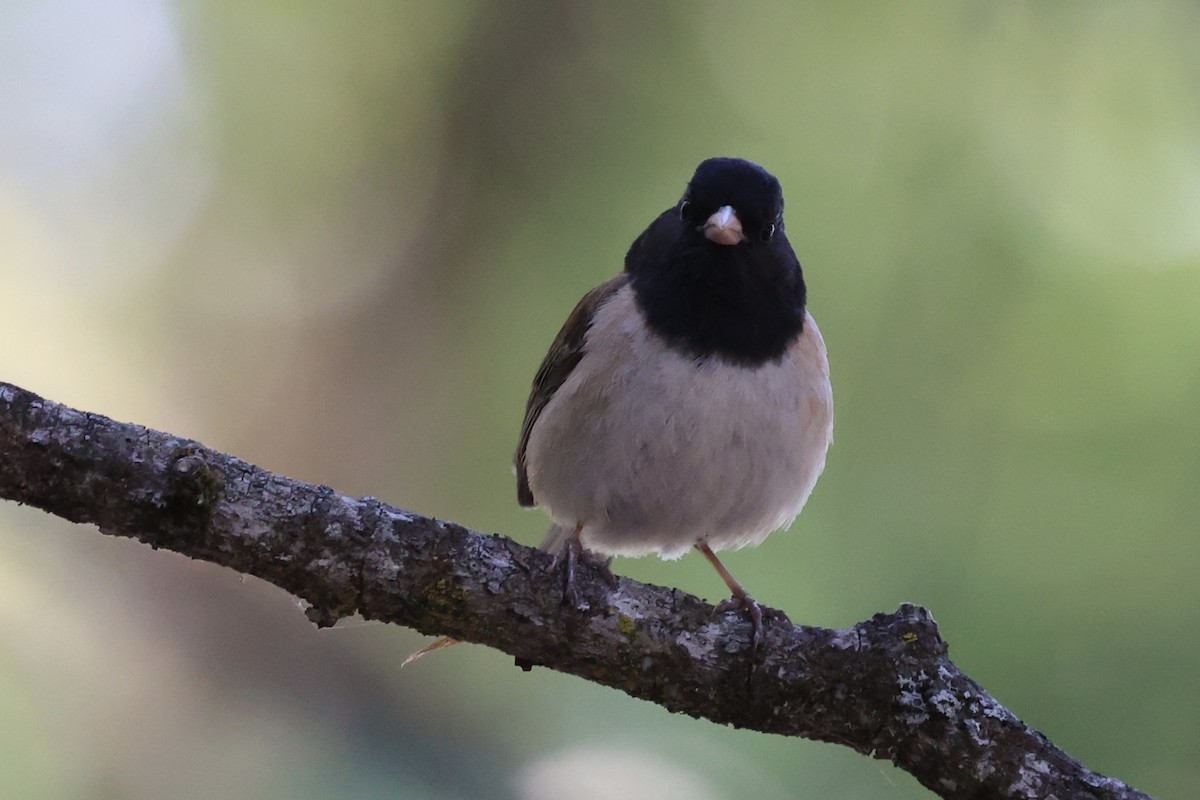 Dark-eyed Junco (Oregon) - ML638284716