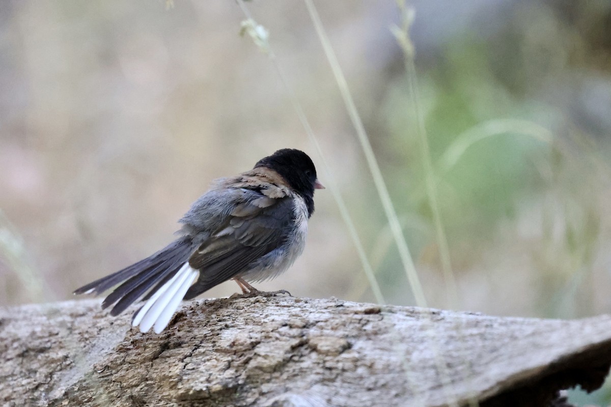 Dark-eyed Junco (Oregon) - ML638284717