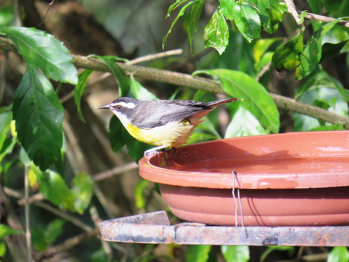 Bananaquit - ML638284718