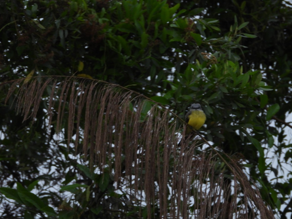 Tropical Kingbird - ML638284723