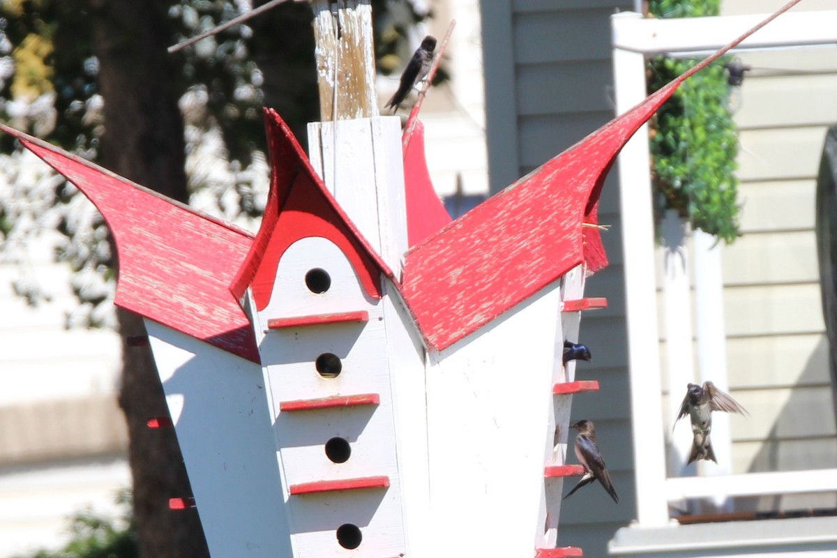 Purple Martin - ML638284724