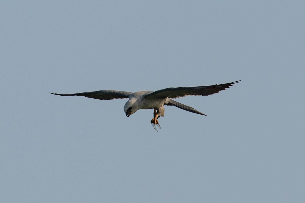 Mississippi Kite - ML638284727
