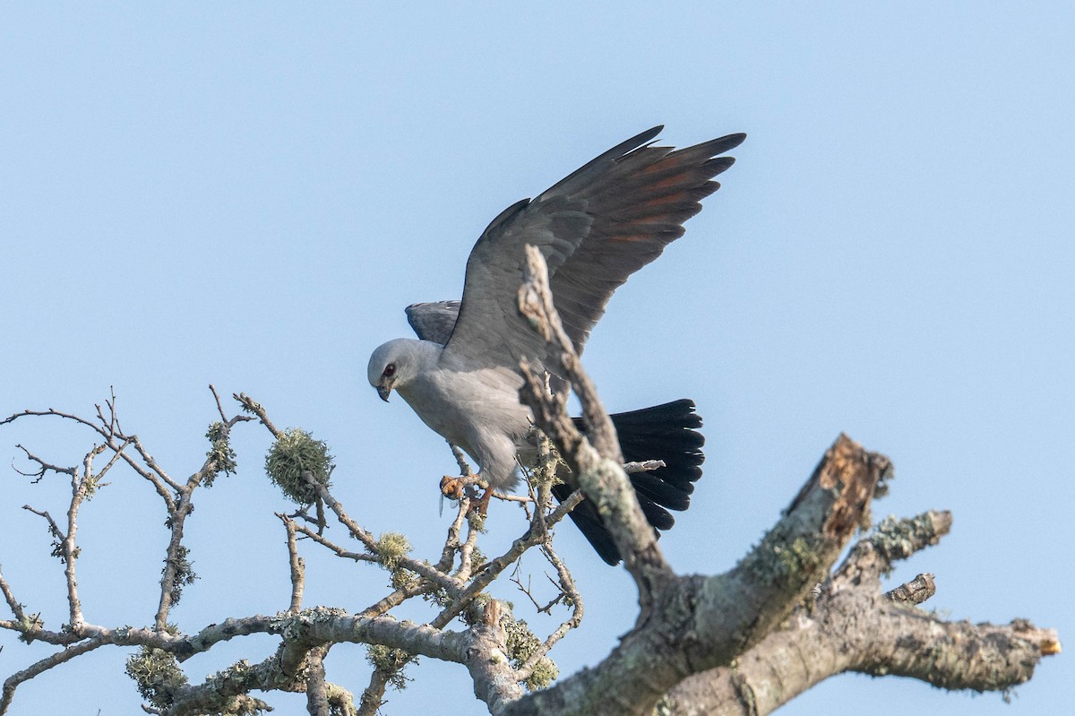 Mississippi Kite - ML638284728