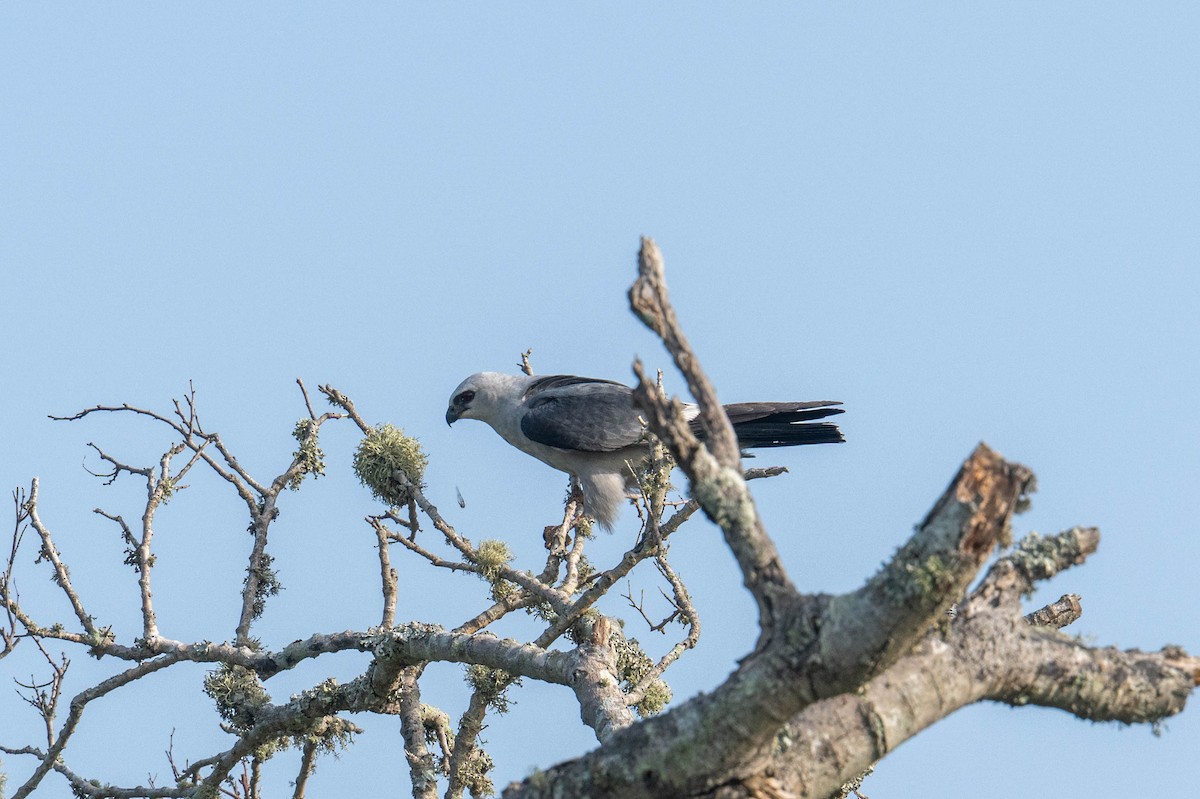 Mississippi Kite - ML638284729