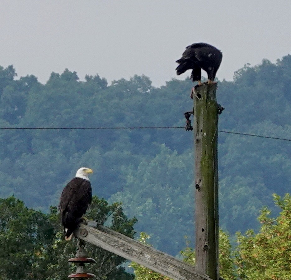 Weißkopf-Seeadler - ML638284734