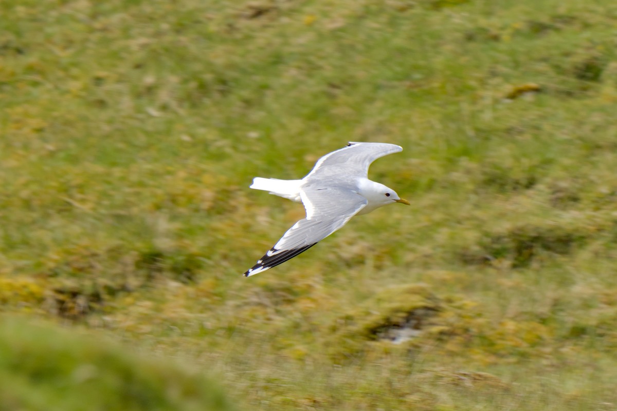 Common Gull - ML638284738