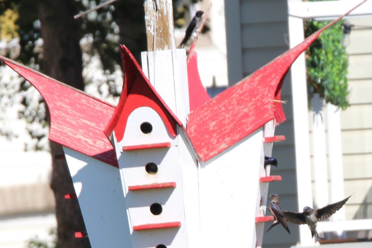 Purple Martin - ML638284742