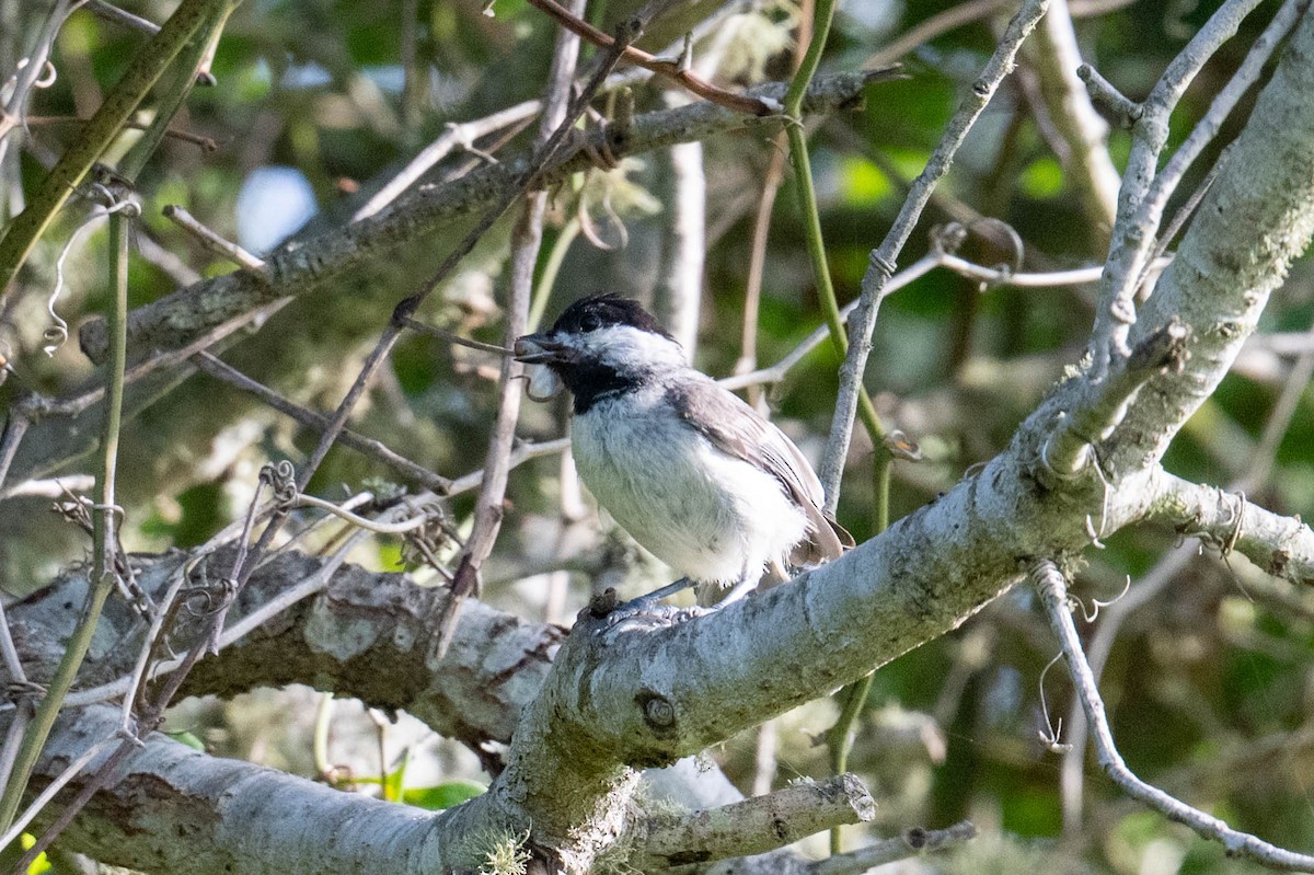 Carolina Chickadee - ML638284749