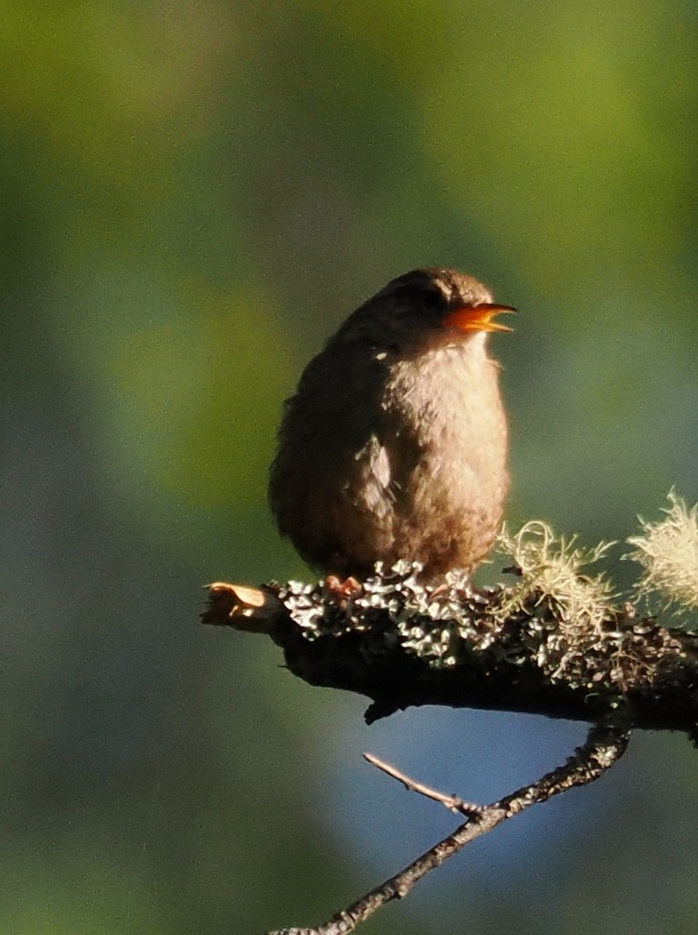 Troglodyte mignon (indigenus) - ML638284771