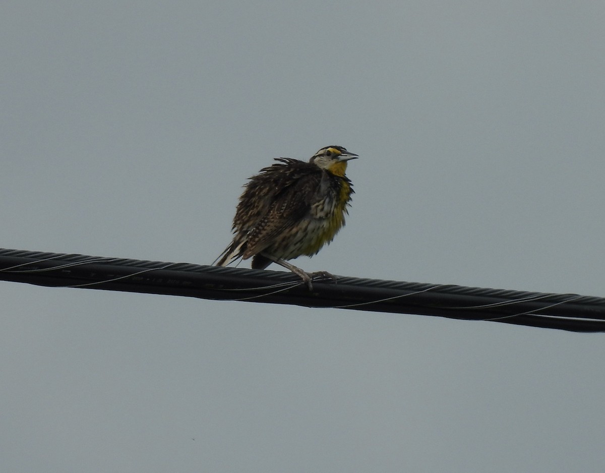 Eastern Meadowlark - ML638284777