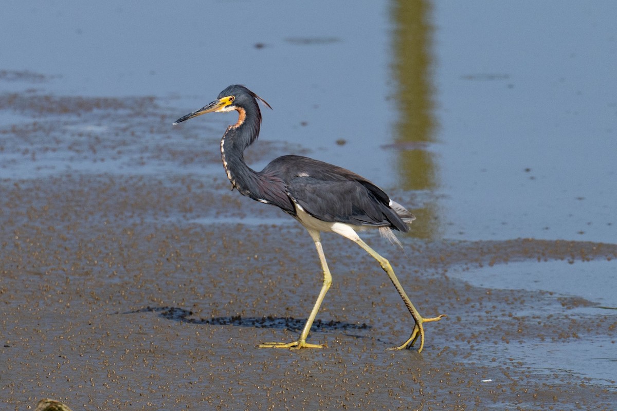 Tricolored Heron - ML638284780