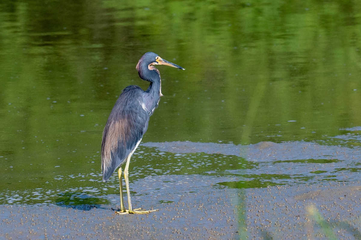 Tricolored Heron - ML638284781