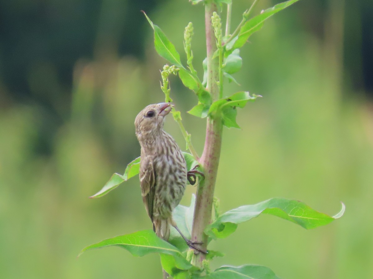House Finch - ML638284782