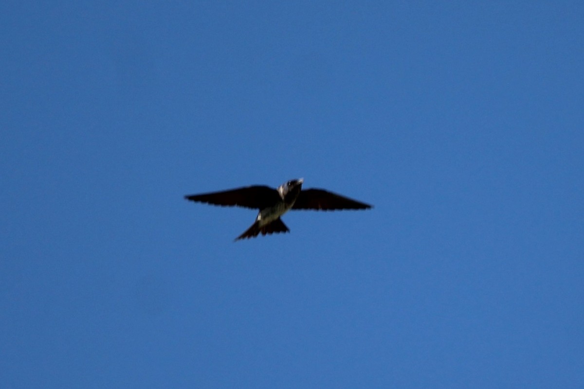 Purple Martin - ML638284786