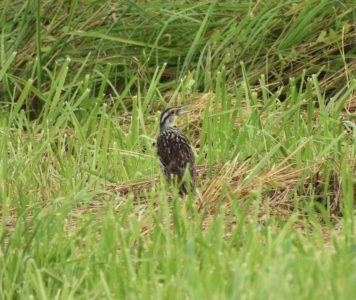 Eastern Meadowlark - ML638284787