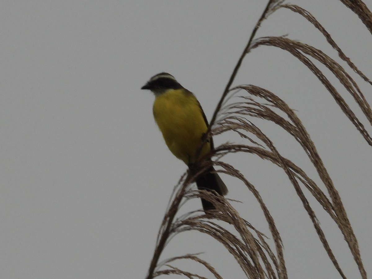 Social Flycatcher - ML638284788