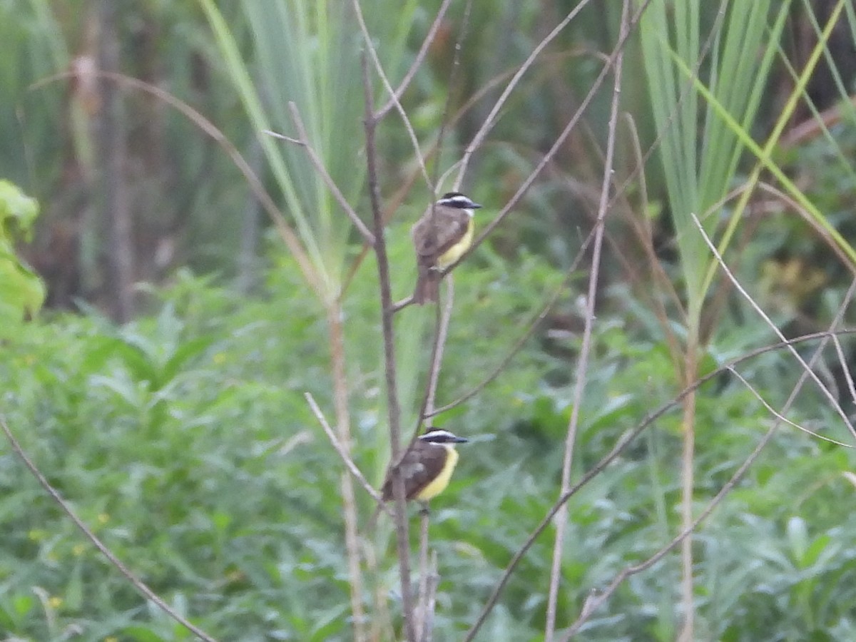 Social Flycatcher - ML638284795