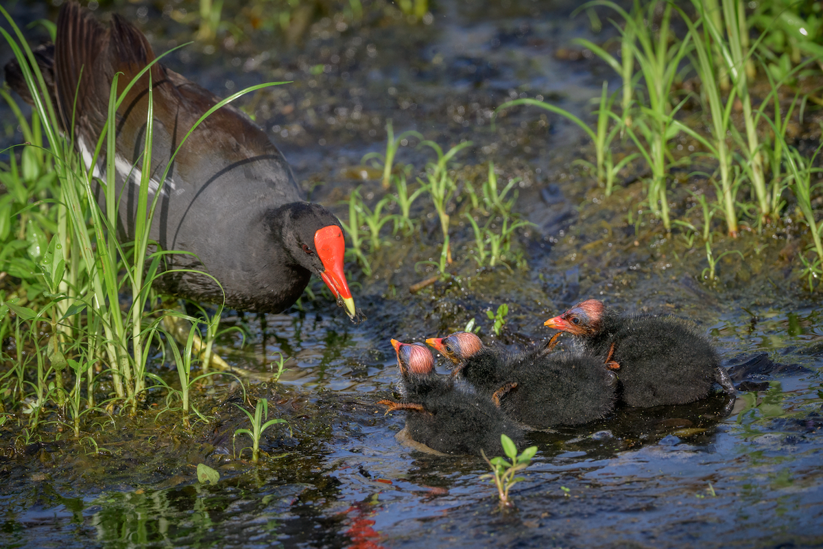Common Gallinule - ML638284801