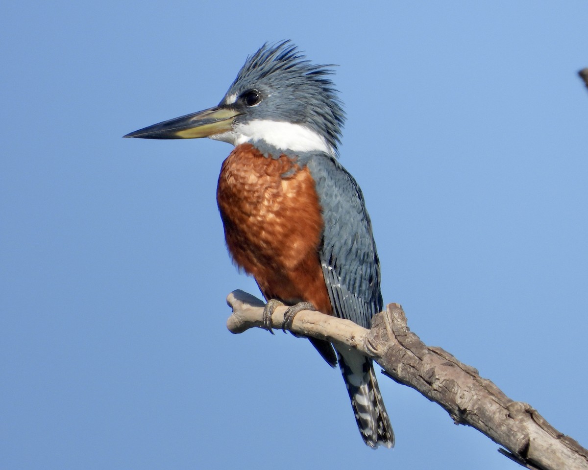 Ringed Kingfisher - ML638284802