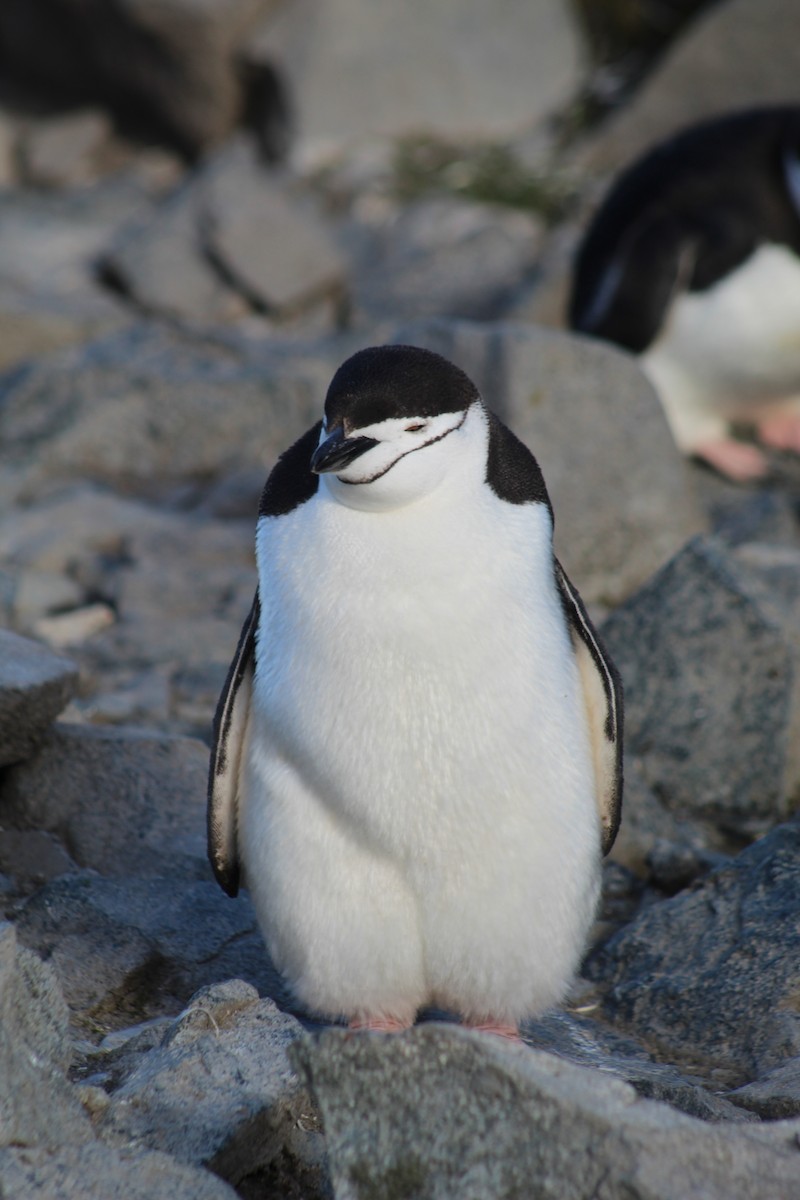 Chinstrap Penguin - ML638284807
