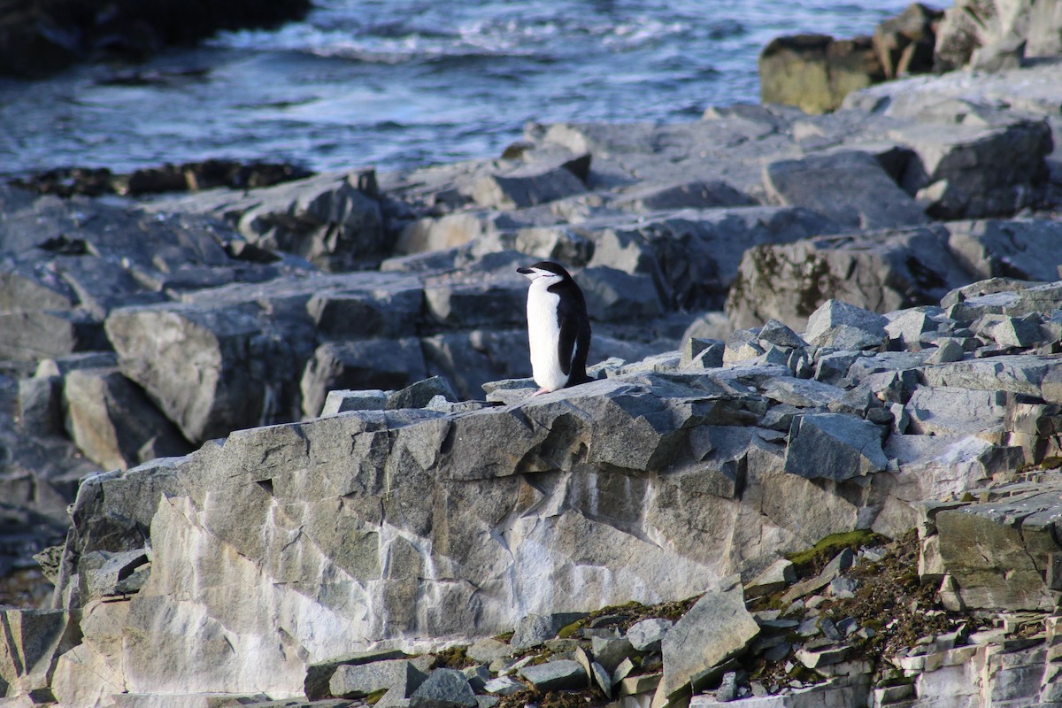 Chinstrap Penguin - ML638284808