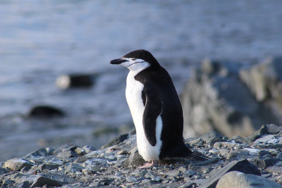 Chinstrap Penguin - ML638284809