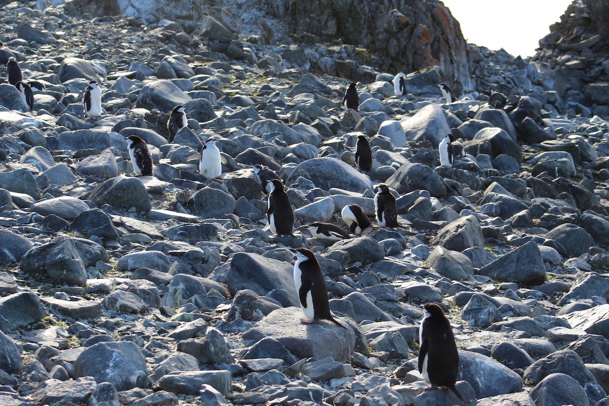 Chinstrap Penguin - ML638284810