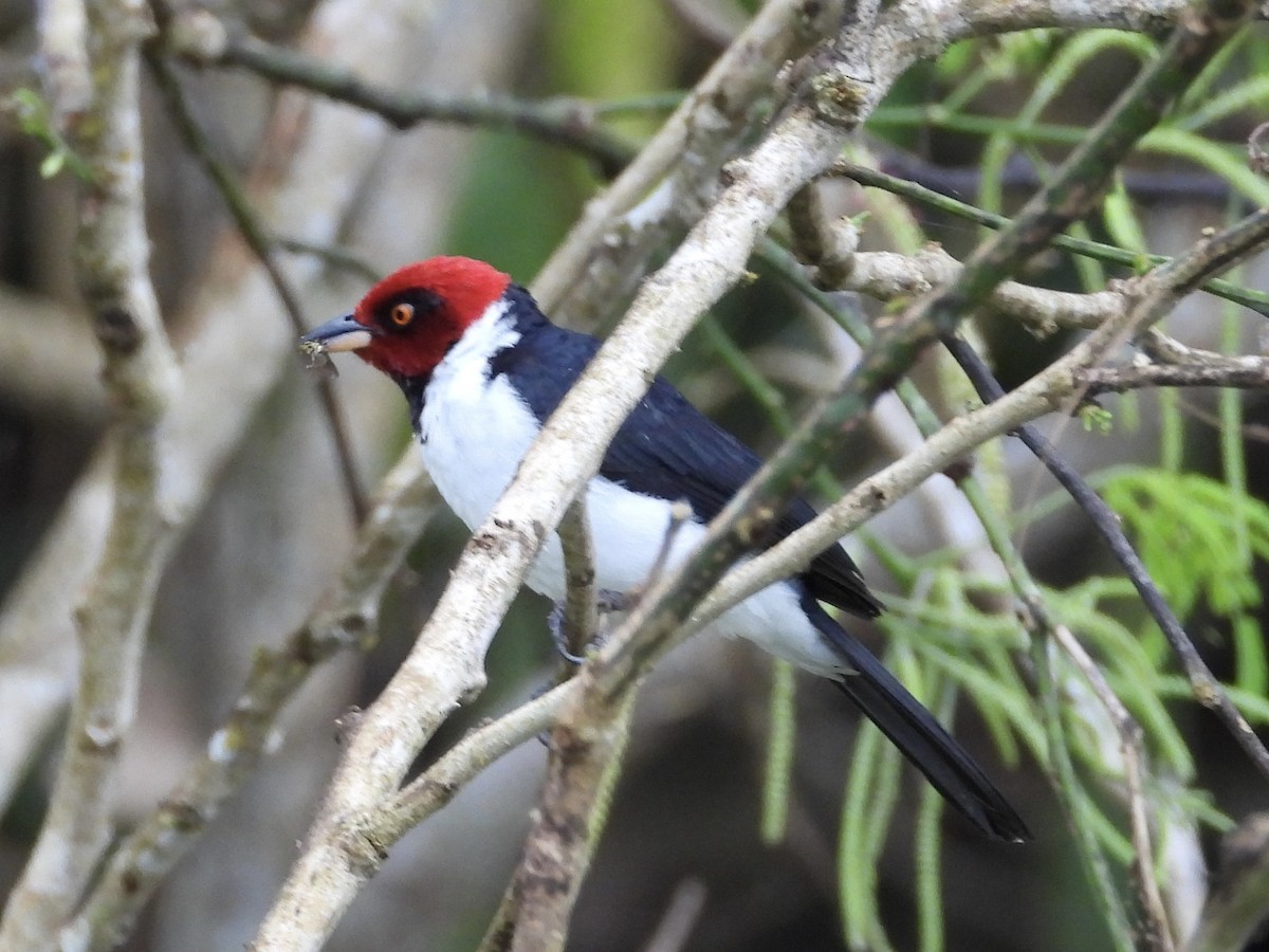 Red-capped Cardinal - ML638284814