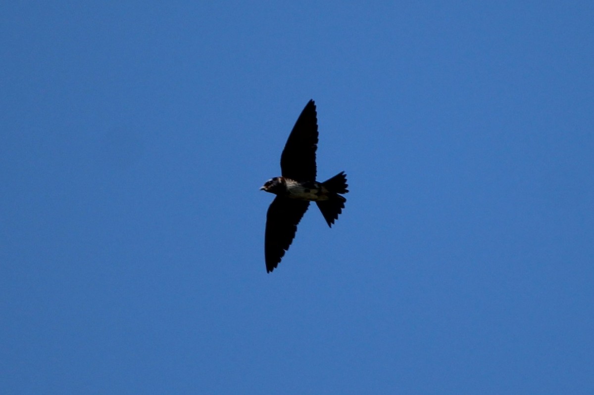 Purple Martin - ML638284817