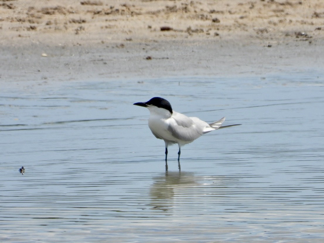 Gull-billed Tern - ML638284820