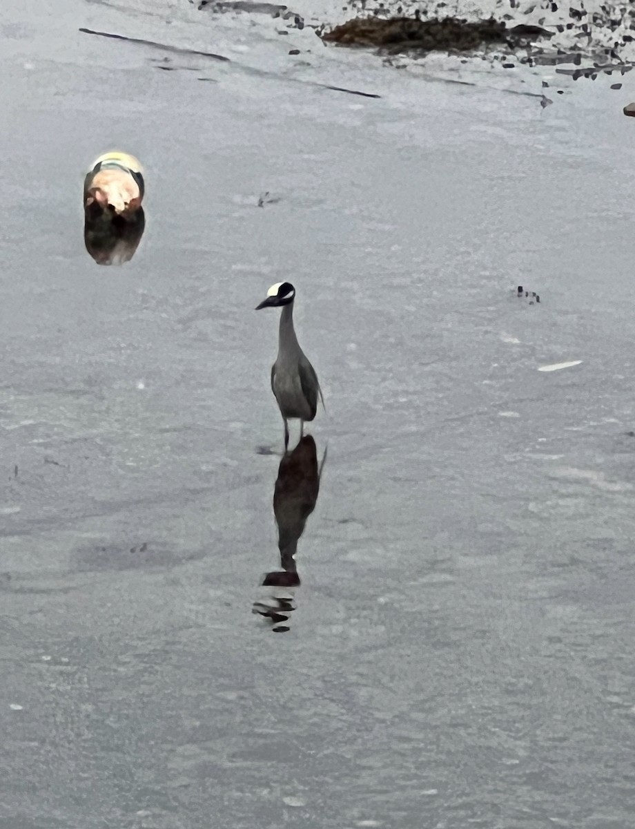 Yellow-crowned Night Heron - ML638284828
