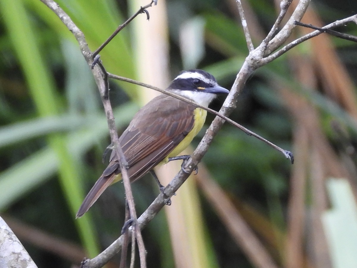 Lesser Kiskadee - ML638284829