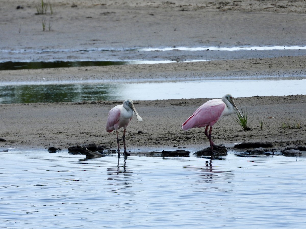 Roseate Spoonbill - ML638284830