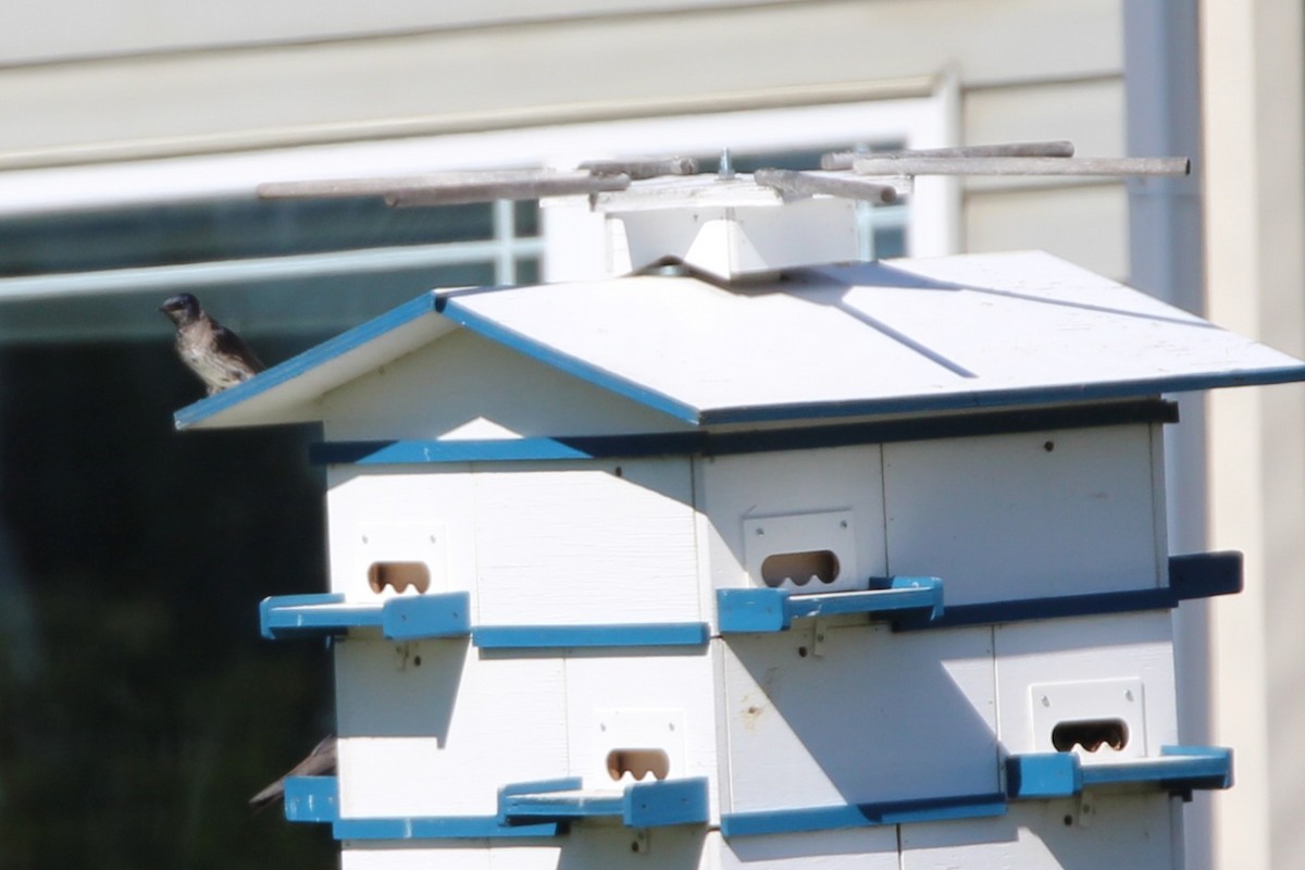 Purple Martin - ML638284831