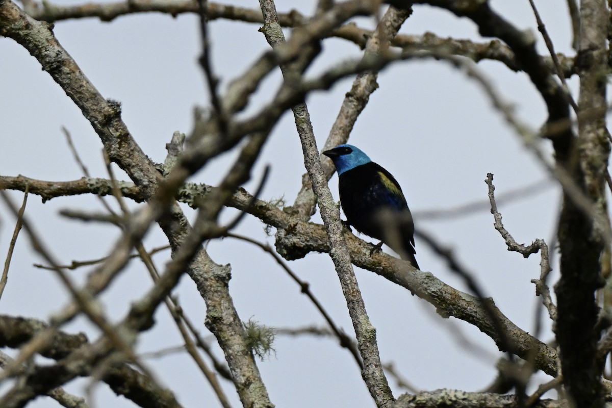 Blue-necked Tanager - ML638284838