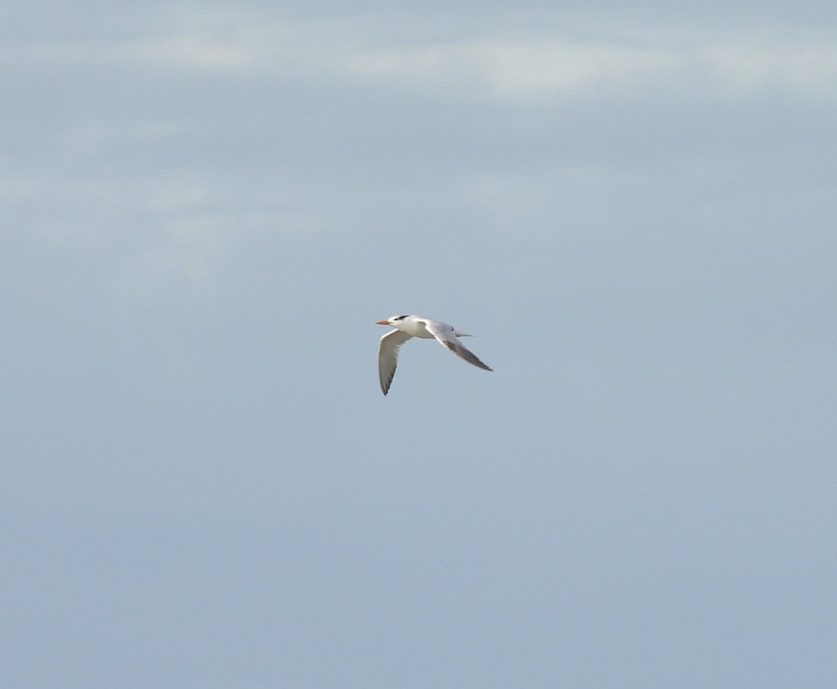 Royal Tern - ML638284841