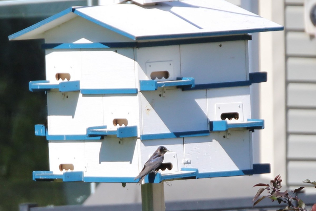 Purple Martin - ML638284843