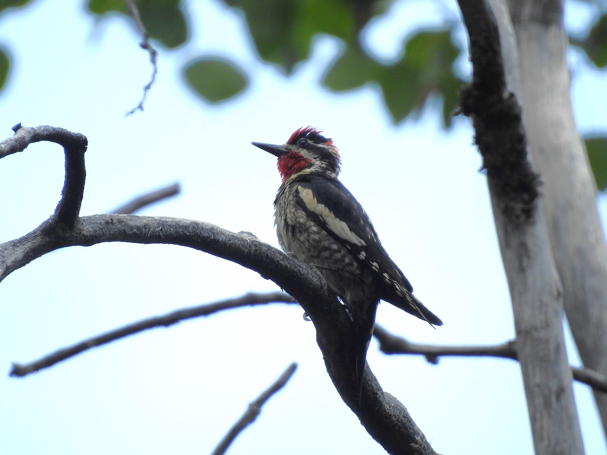 Red-naped Sapsucker - ML638284846