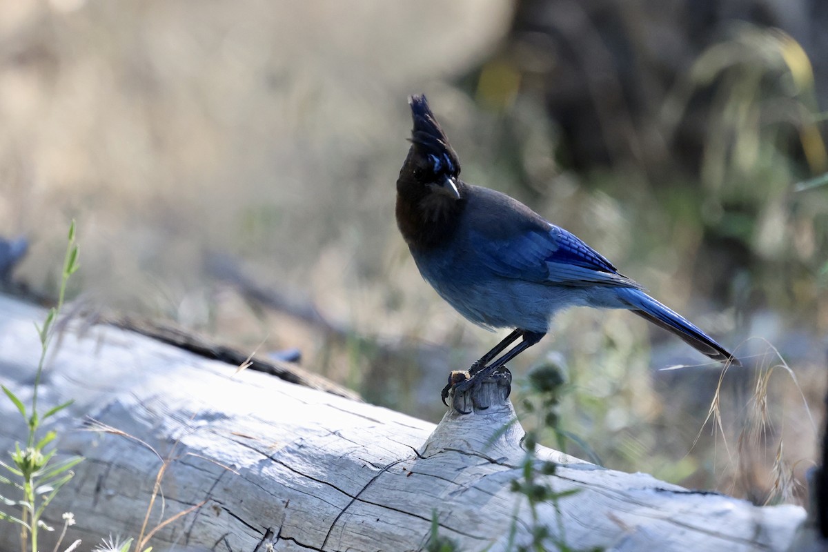 Steller's Jay - ML638284861