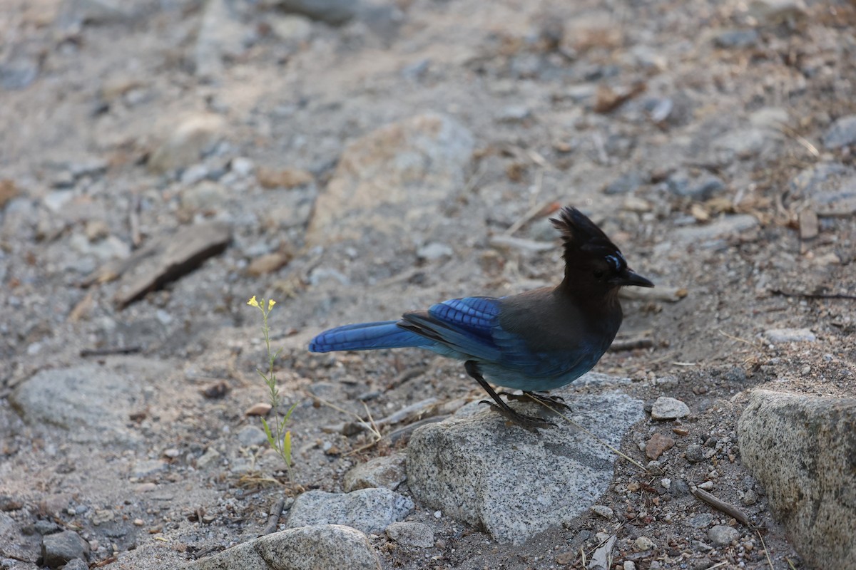 Steller's Jay - ML638284862