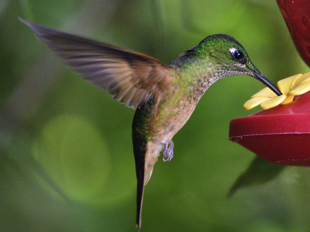 Fawn-breasted Brilliant - ML638284863