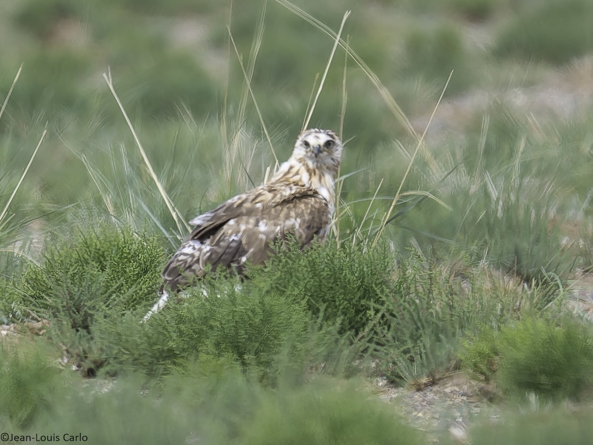 Upland Buzzard - ML638284874