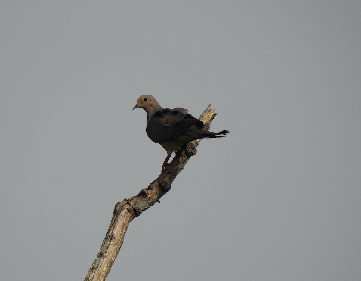 Mourning Dove - ML638284879