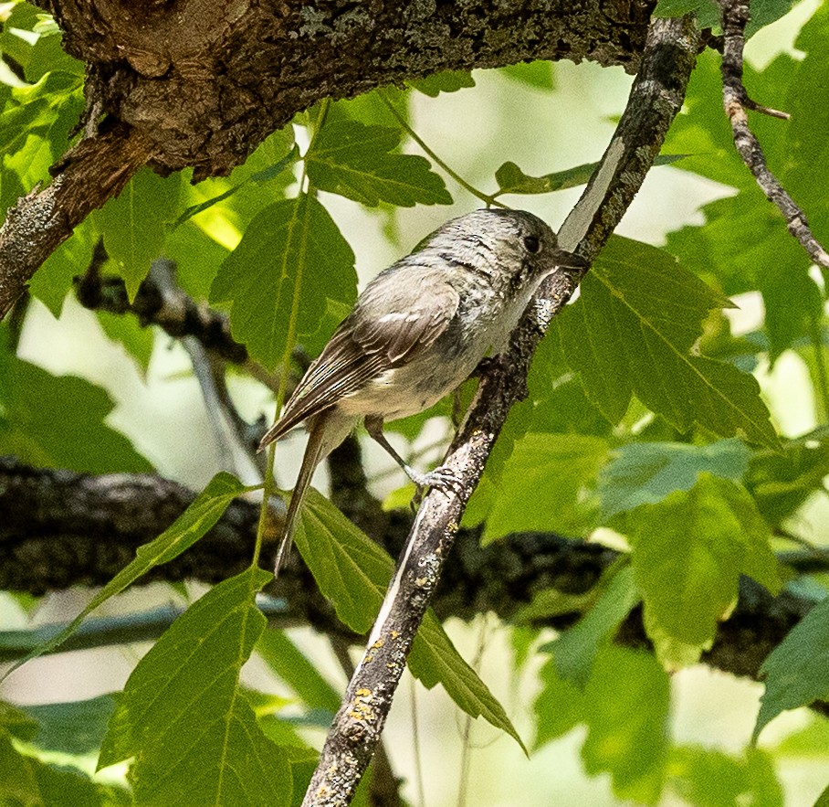 Hutton's Vireo - ML638284885