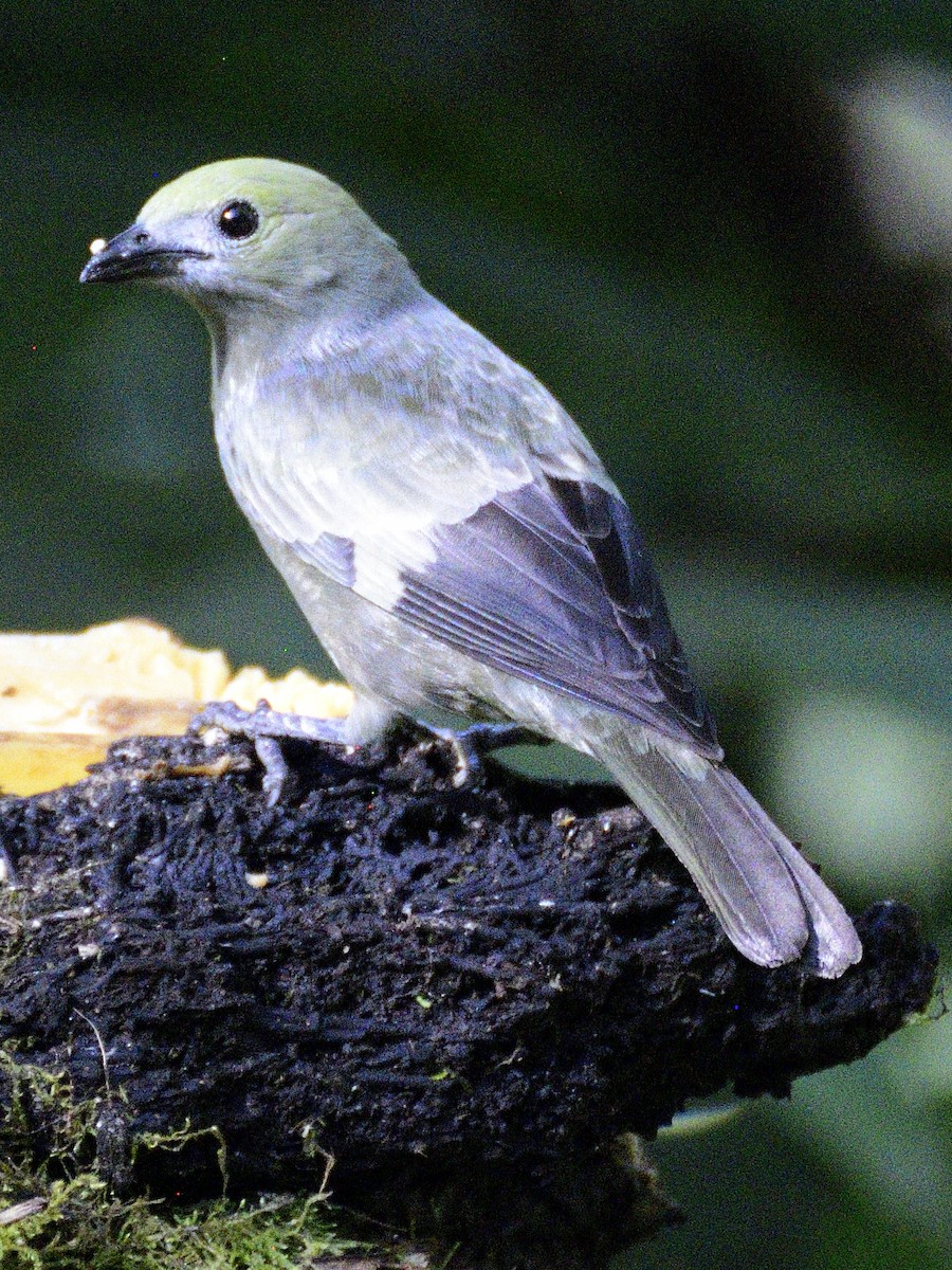 Palm Tanager - ML638284887