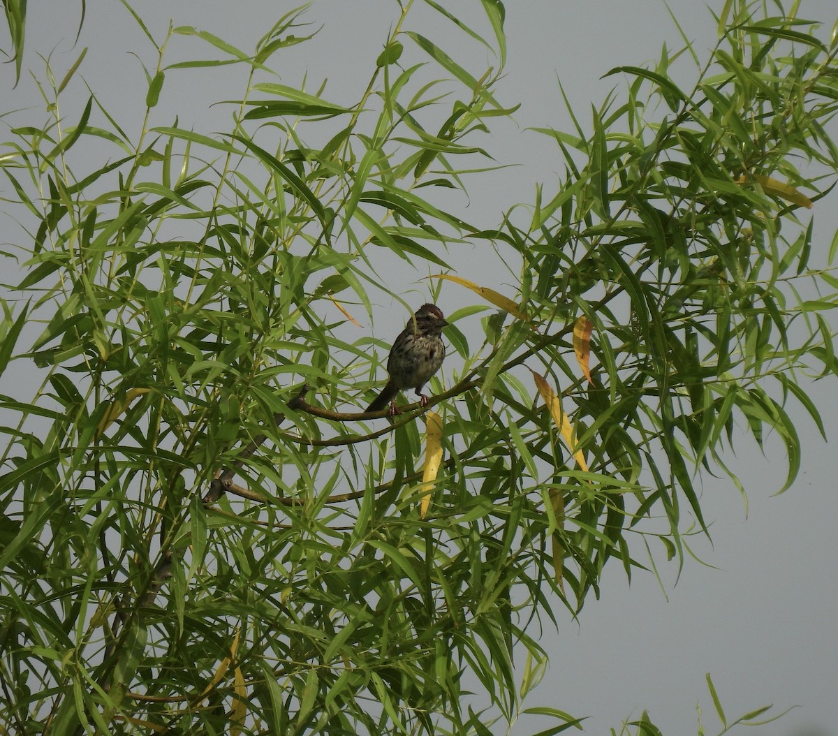 Song Sparrow - ML638284893