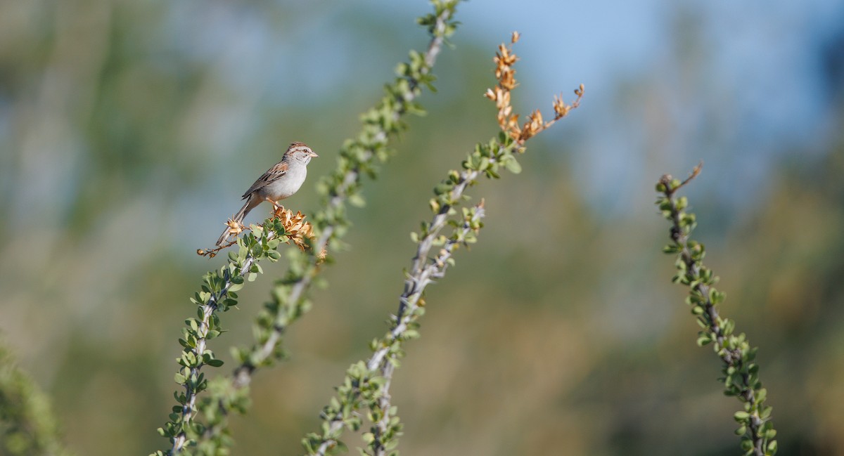 Rufous-winged Sparrow - ML638284897