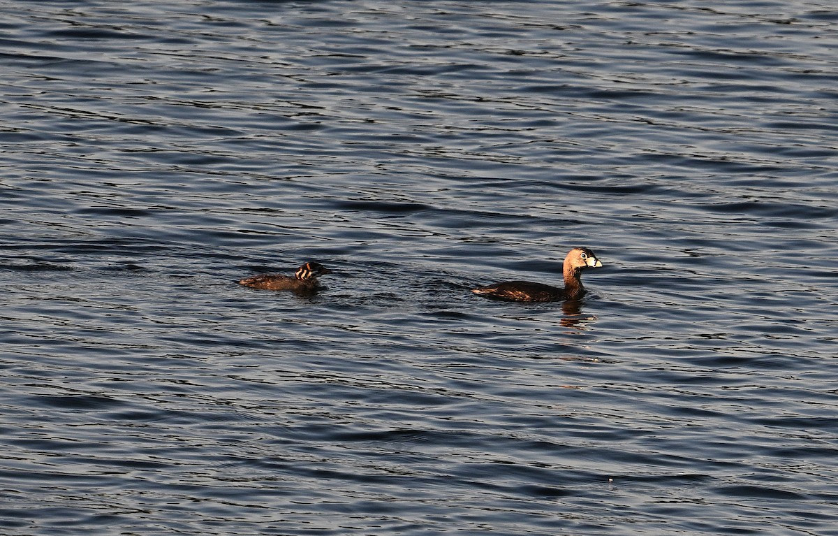 Pied-billed Grebe - ML638284898