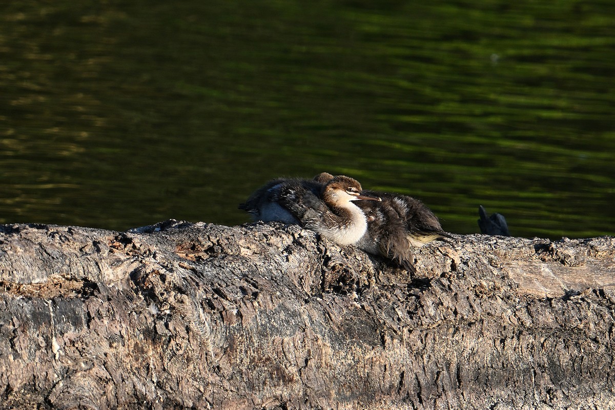 Common Merganser - ML638284910