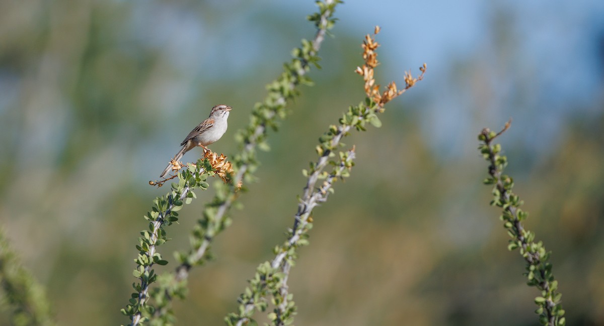 Rufous-winged Sparrow - ML638284914